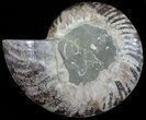 Cut Ammonite Fossil (Half) - Agatized #54341-1